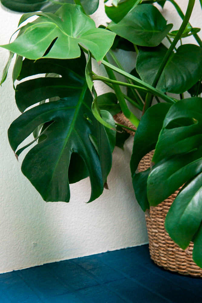 Natural Elements in your space