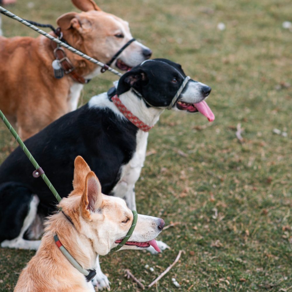 Denver Dog Trainer